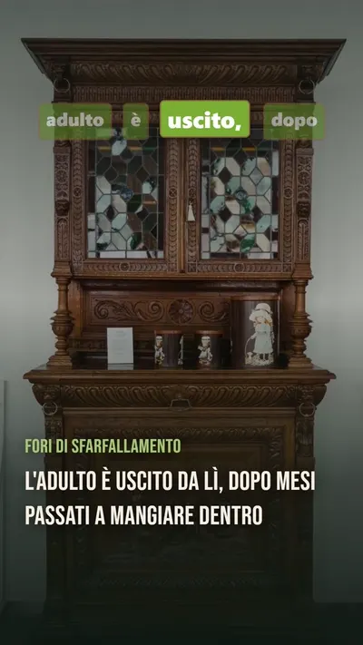 Wood You Know? — Come si capisce se il tarlo c'è